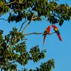 Papegaaien Costa Rica